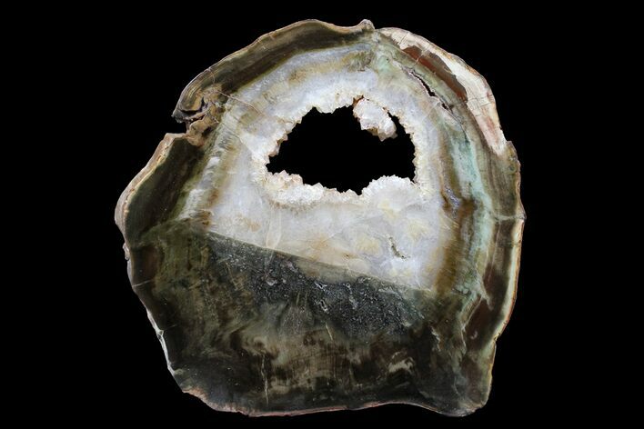 Triassic Petrified Wood (Woodworthia) Round - Zimbabwe #167957